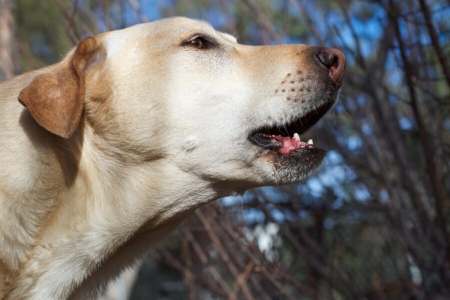 Uncovering the Mystery Behind Why Our Furry Friends Bark: A Look Into Canine Communication