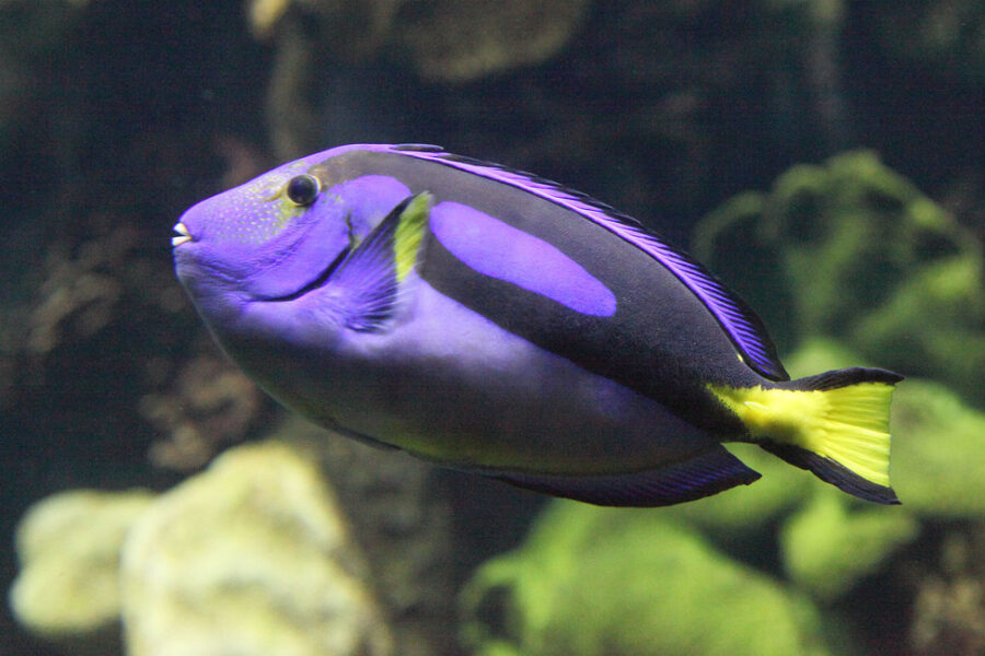 Discovering the True Identity of Dory – What Kind of Fish is She?