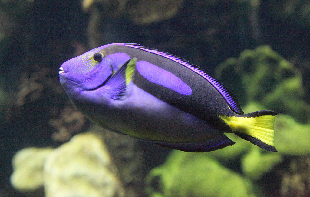 Discovering the True Identity of Dory – What Kind of Fish is She?